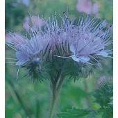 Phacelia tanacetifolia