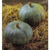 Lagerkuerbis_blue_Kuri