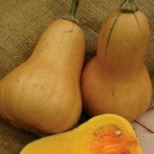 kuerbis_Butternut_Hawk