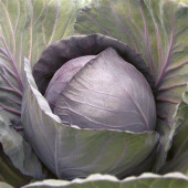 Rotkohl Romanov F1