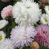 Aster Callistephus chinensis The Roses