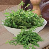 rucola_kennedy
