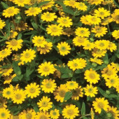 Sanvitaia procumbens