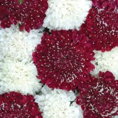 Scabiosa_StGeorge_Witwenblume