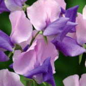 Edelwicke_Lathyrus_Erewhon_J21403
