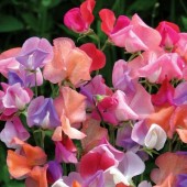 Lathyrus_odoratus_Beeline_Duftwicke