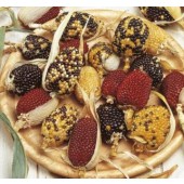 Ziermais_little Jewels_mix