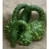 Flaschenkürbis_Speckled_Swan