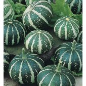 Kalebasse_Flat_Striped