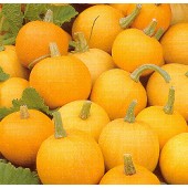 Kalebasse_Mandarin_orange