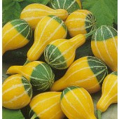 Kalebasse_Pear_Striped_Bicolor