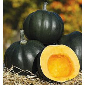 Kürbis_Minikürbis_Honey_Bear