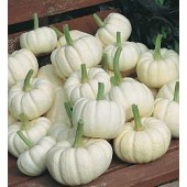 Kürbis_mini_Baby_Boo