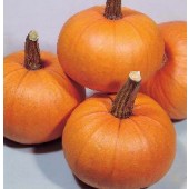 Kürbis Small Sugar