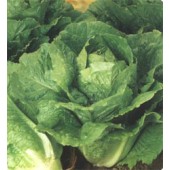 Salat_Bindesalat_Winter_Density