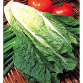 Salat_Bindesalat_Lobjoits_Green_Cos