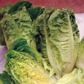 Bindesalat_Little_Gem_Cos_Römersalat