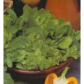 Salat_Blattsalat_grün_gemischt