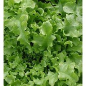 Salat_Eichblattsalat_Salat_Bowl
