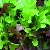 Salat_Rot&Gruen_organic