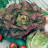 Biosamen_Salat_merveille