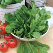 Salat_Osterley