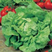 salat_tom_thumb