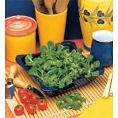 Salat Feldsalat Favor