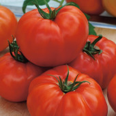 Tomaten Fleischtomate St. Pierre