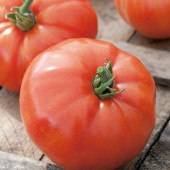 Tomaten Fleischtomate Supersteak F1