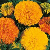 Tagetes_studentenblume_Crackerjack
