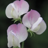 Lathyrus odoratus. Teresa Maureen