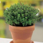 Thymian