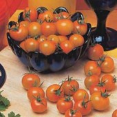 Kirschtomate_Sungold
