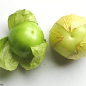 Tomatillo_Mexikanische_Tomate