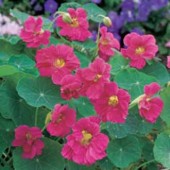 Tropaeolum_Jewel_Rose