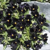 Viola cornuta type Back to Black