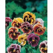 Viola wittrockiana Riesen_Frou_Frou_Mix_Stiefmütterchen