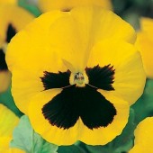Viola_Zwitseerse_Reuzen_Rhinegold