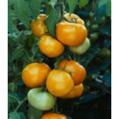 Tomaten Fleischtomate Goldene Königin