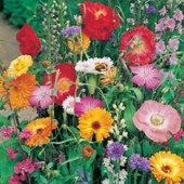 Wildblumenmix_einjährig