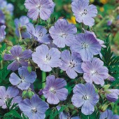 wildblumen_geranium_cranesbill