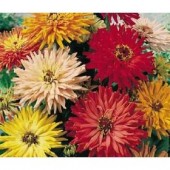 Zinnie Chrysantem-artig_P04867
