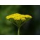 achillea_Goldgarbe_gelb_gee