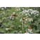 achillea_Goldgarbe_weiss_schmetterling