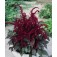 Amaranthus?Oeschberg