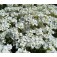 arabis_caucasica