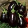 Aubergine_black_beauty