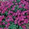 Aubrieta_Blaukissen_Red_King