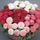 Bellis_Gänseblümchen